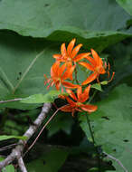 Image of Lilium distichum Nakai ex Kamib.