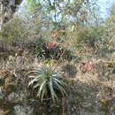 Image of Deuterocohnia meziana subsp. carmineoviridiflora (Rauh) N. Schütz