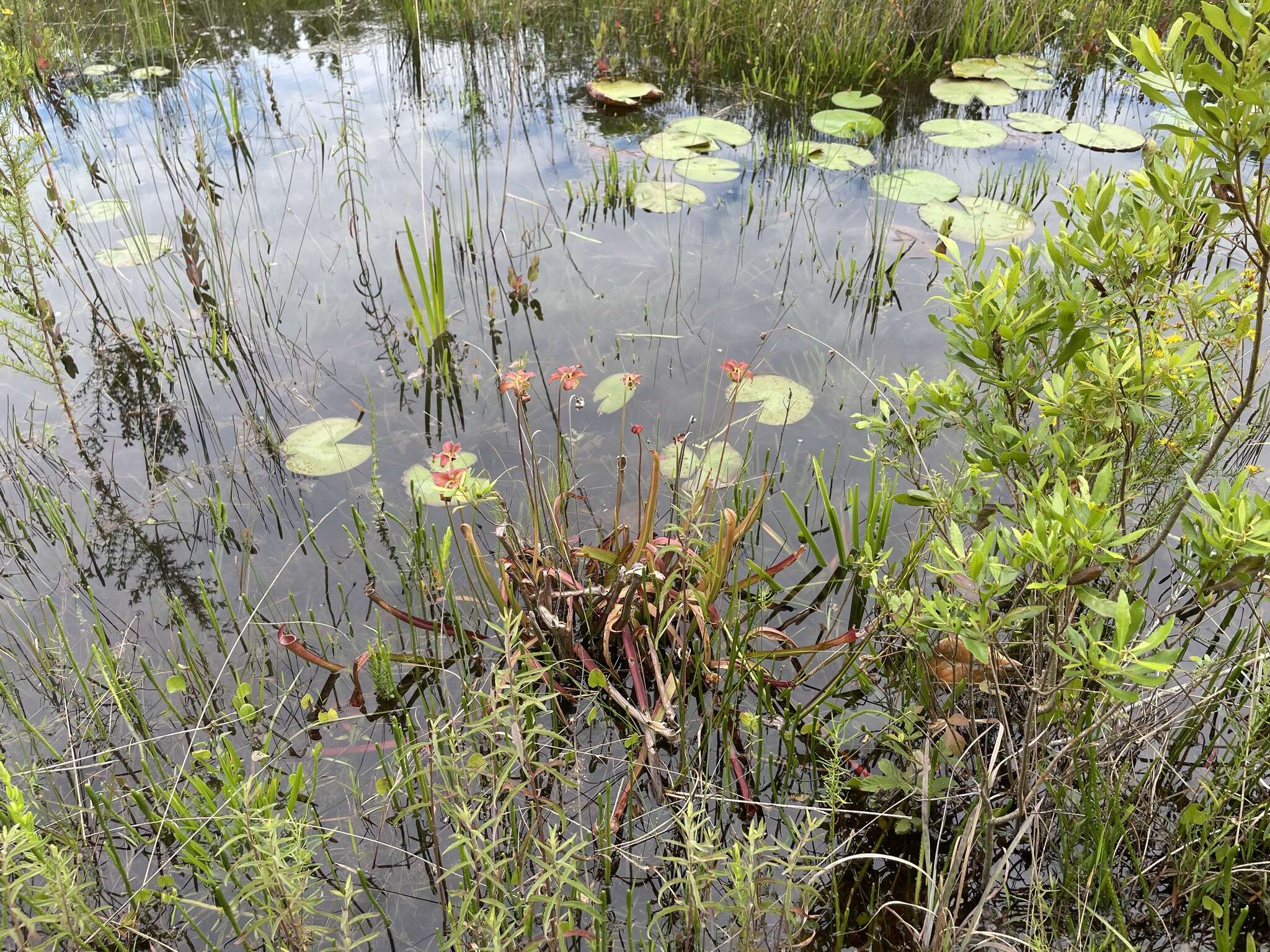 Image of Gulf pitcherplant