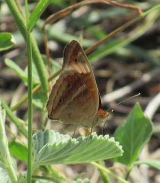 Image of <i>Junonia zonalis</i>