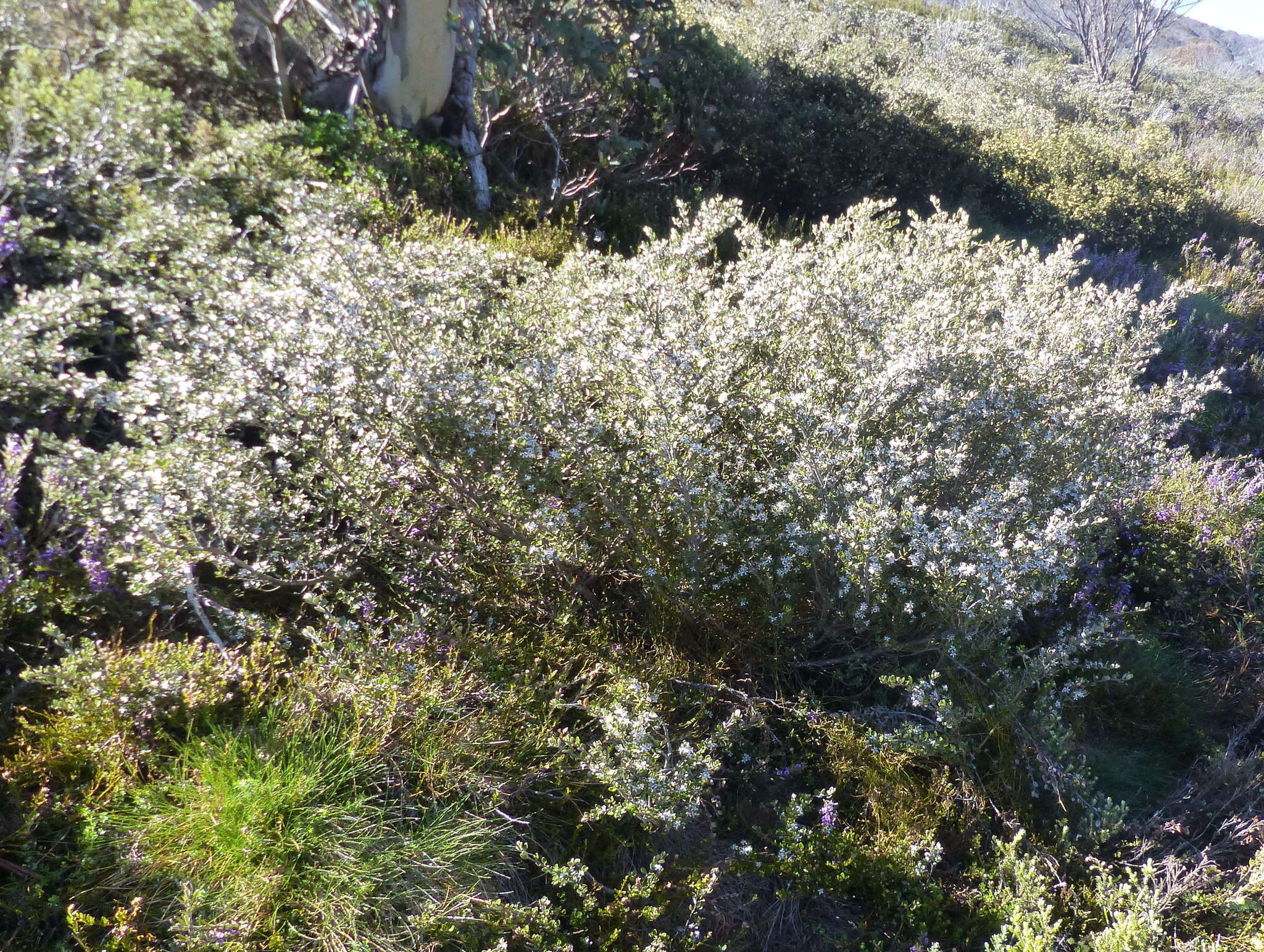 Image of Nematolepis ovatifolia (F. Müll.) Paul G. Wilson