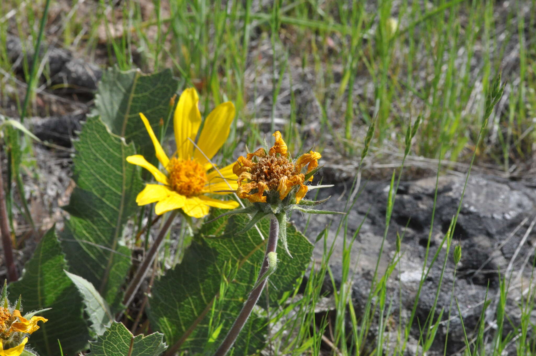 Image of serrate balsamroot