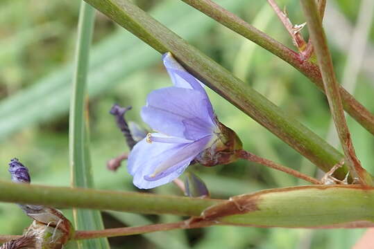 Image of Aristea angolensis Baker