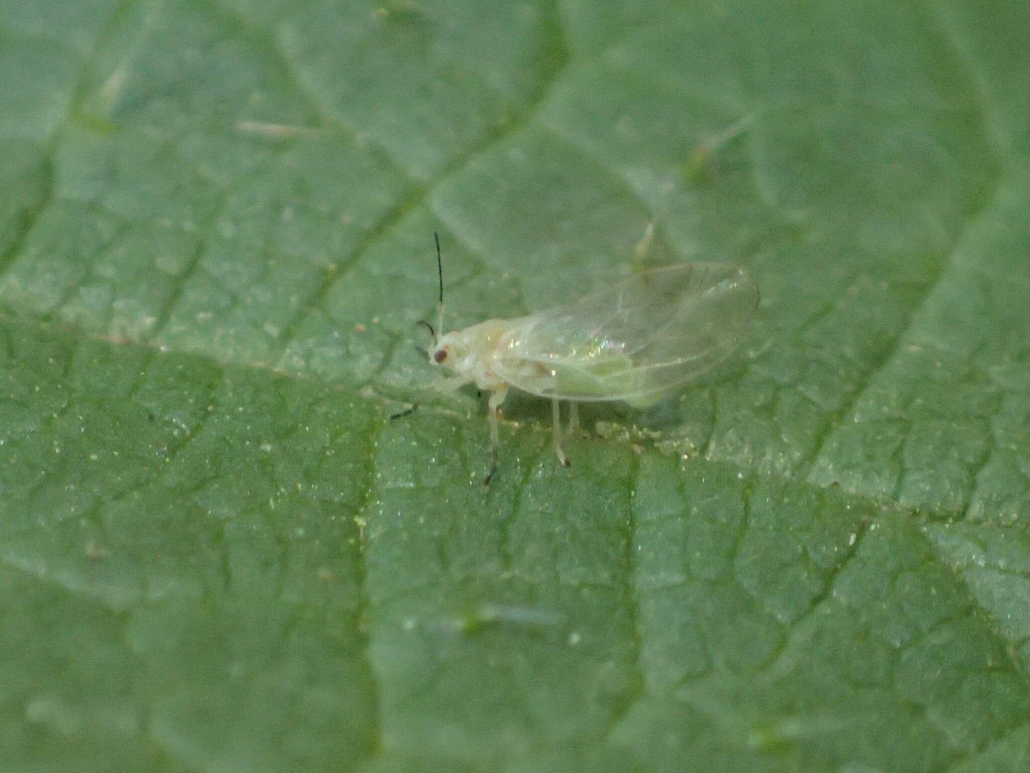 Image of Trioza albifrons Crawford 1910