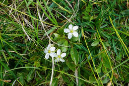 Image de Arenaria ciliata L.