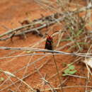 Image of Fire Grid Burnet