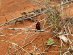 Image of Fire Grid Burnet