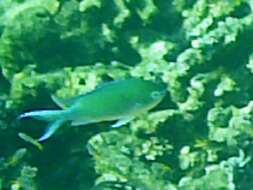 Image of Black-axil chromis