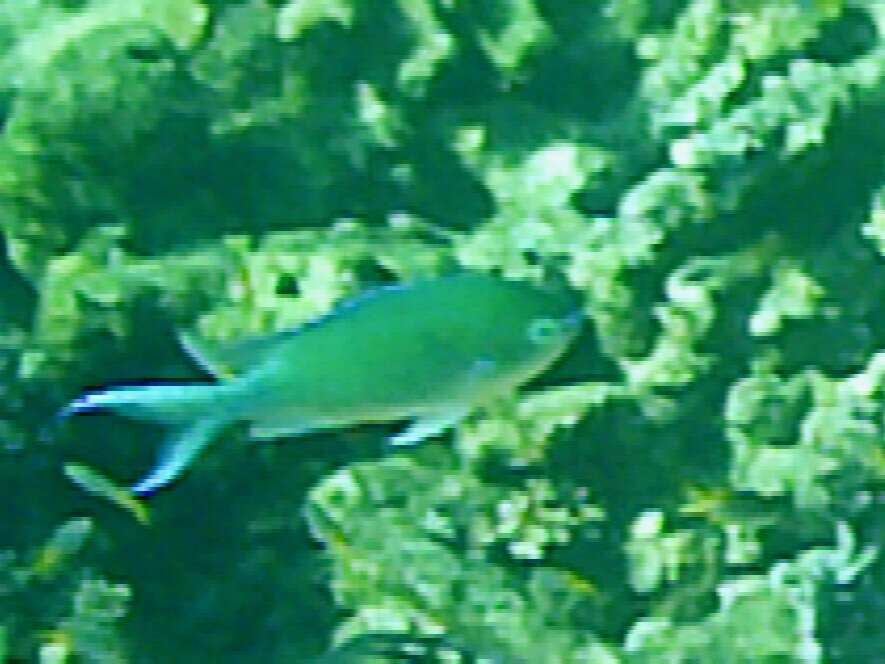 Image of Black-axil chromis