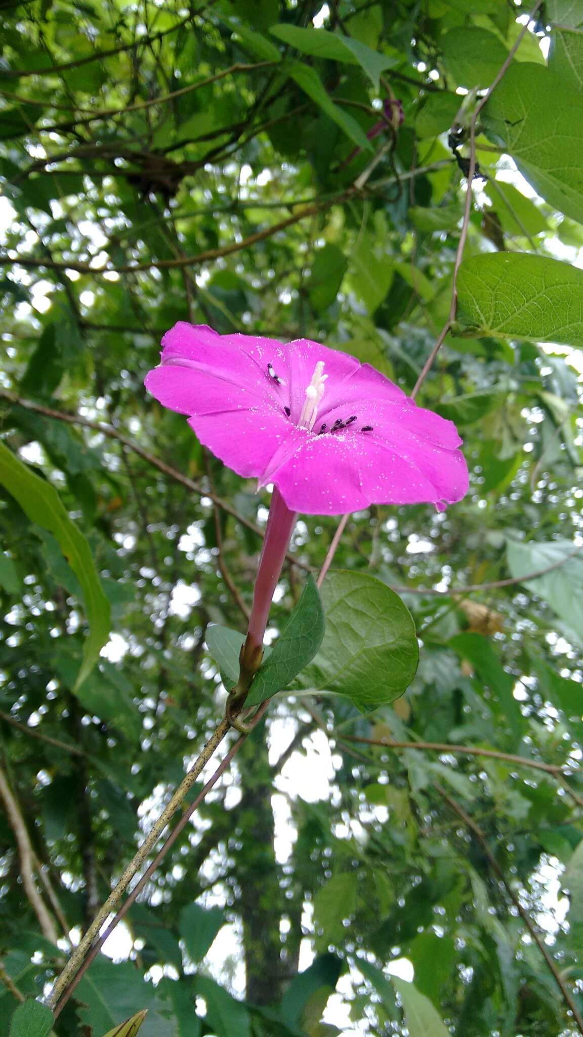 Image of Ipomoea dumosa (Benth.) L. O. Wms.