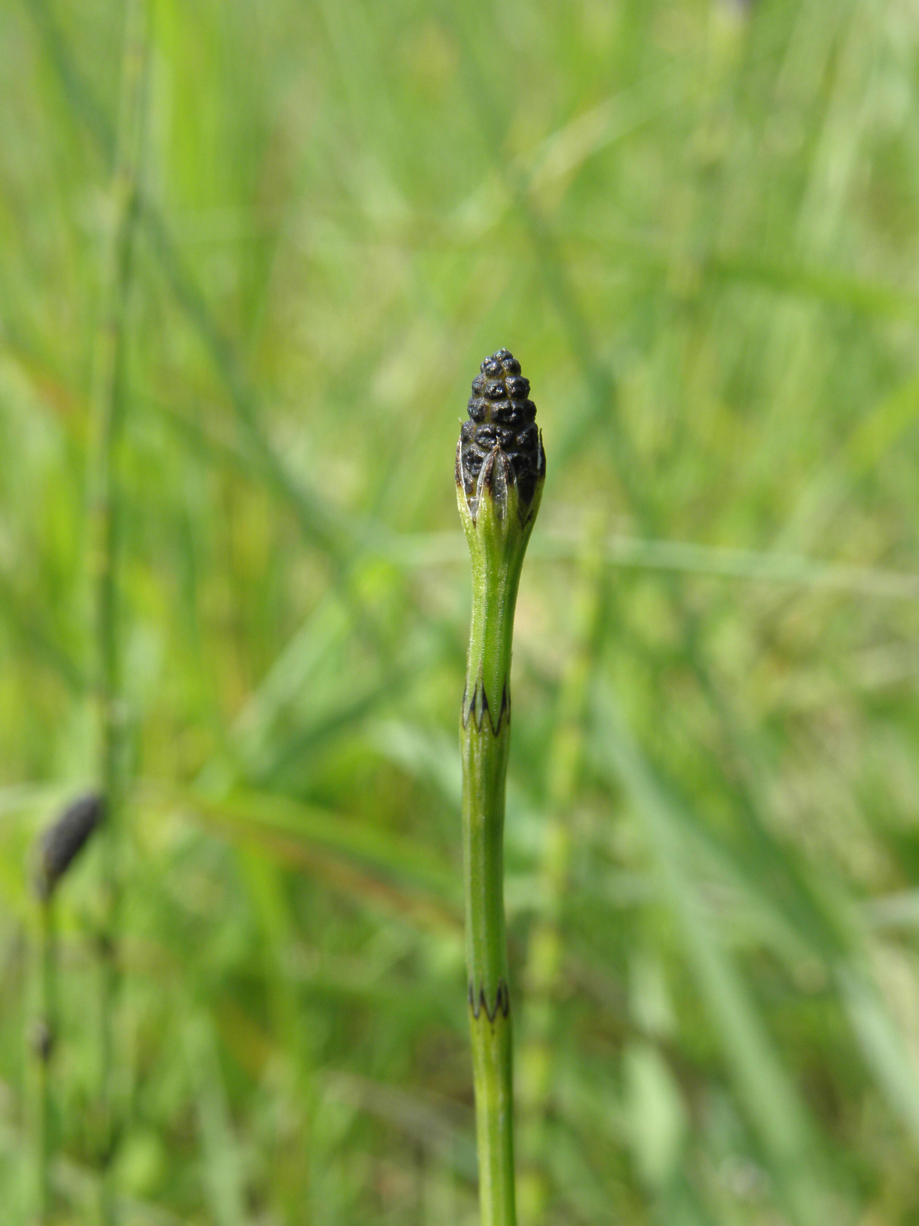 Image of Marsh Horsetail