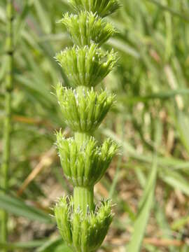 Image of field horsetail