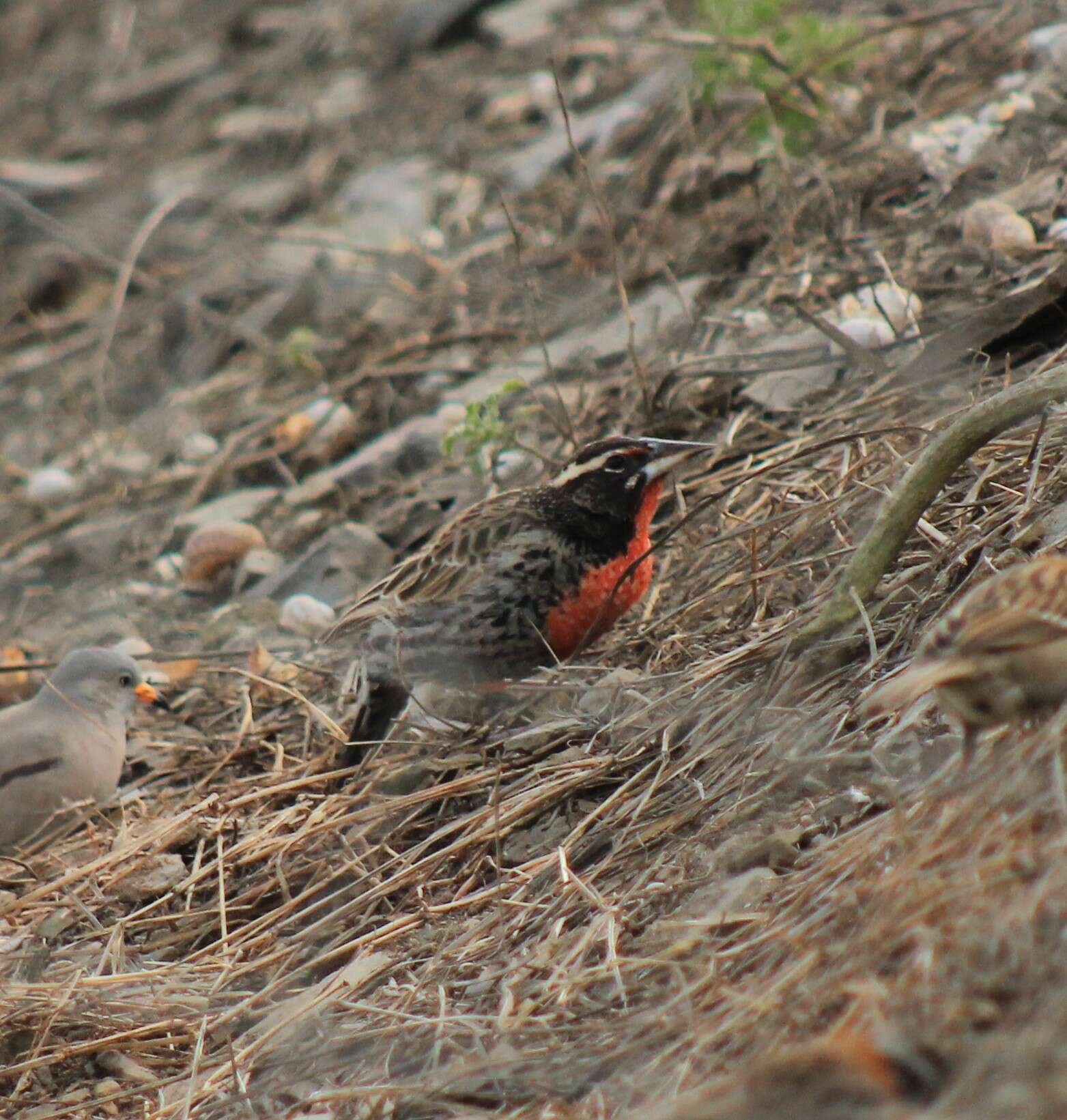 Image of Peruvian Meadowlark