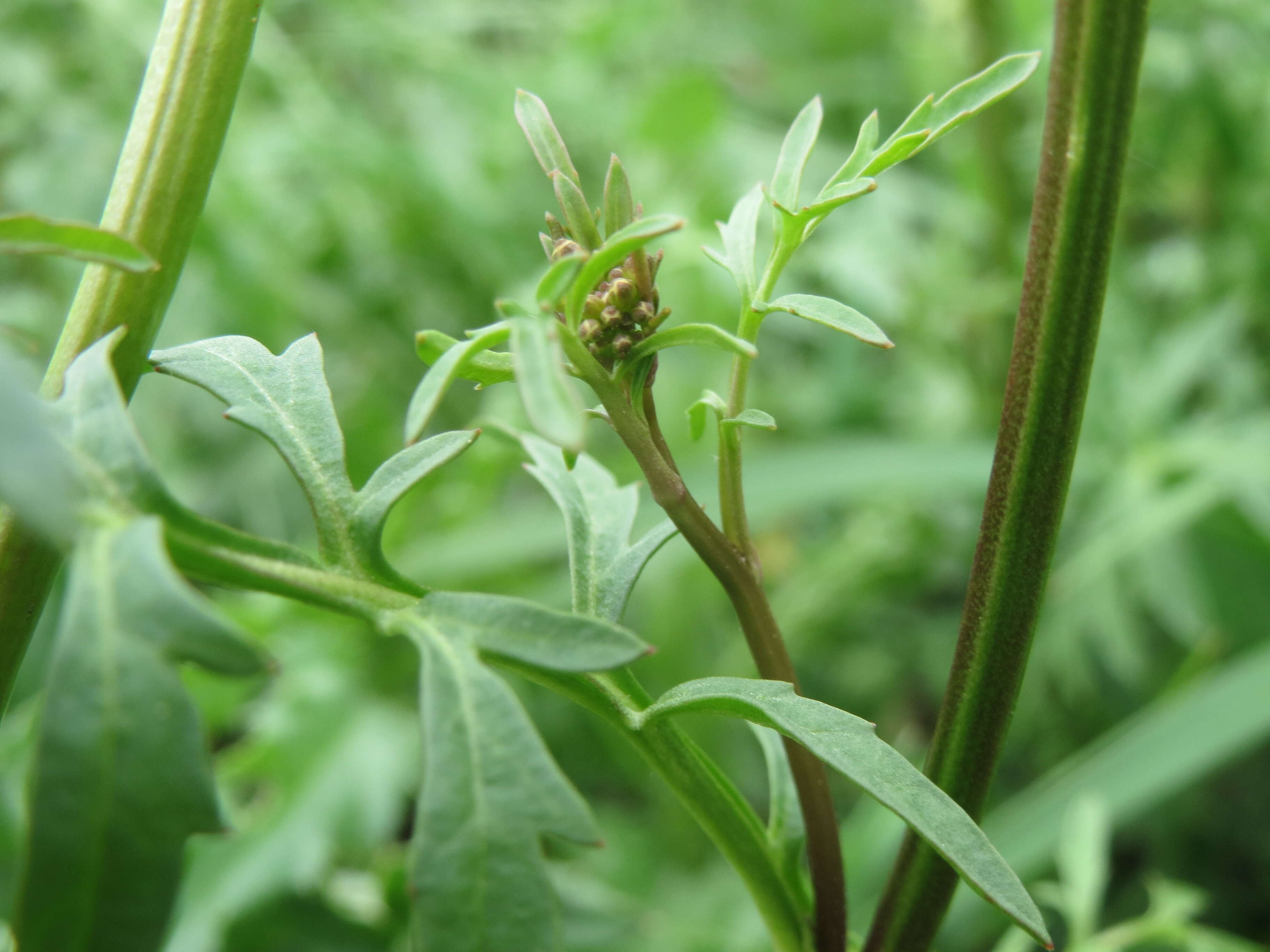 Image of creeping yellowcress