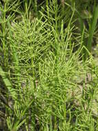 Image of field horsetail