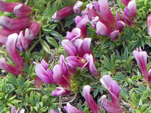 Image of dwarf clover