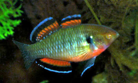 Image of Australian carp-gudgeon