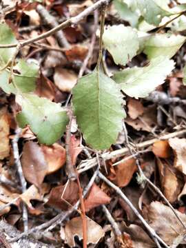 Image of Nothofagus truncata (Colenso) Cockayne