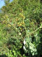 Image of Ligularia altaica DC.