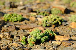 Image of Antimima levynsiae (L. Bol.) S. A. Hammer