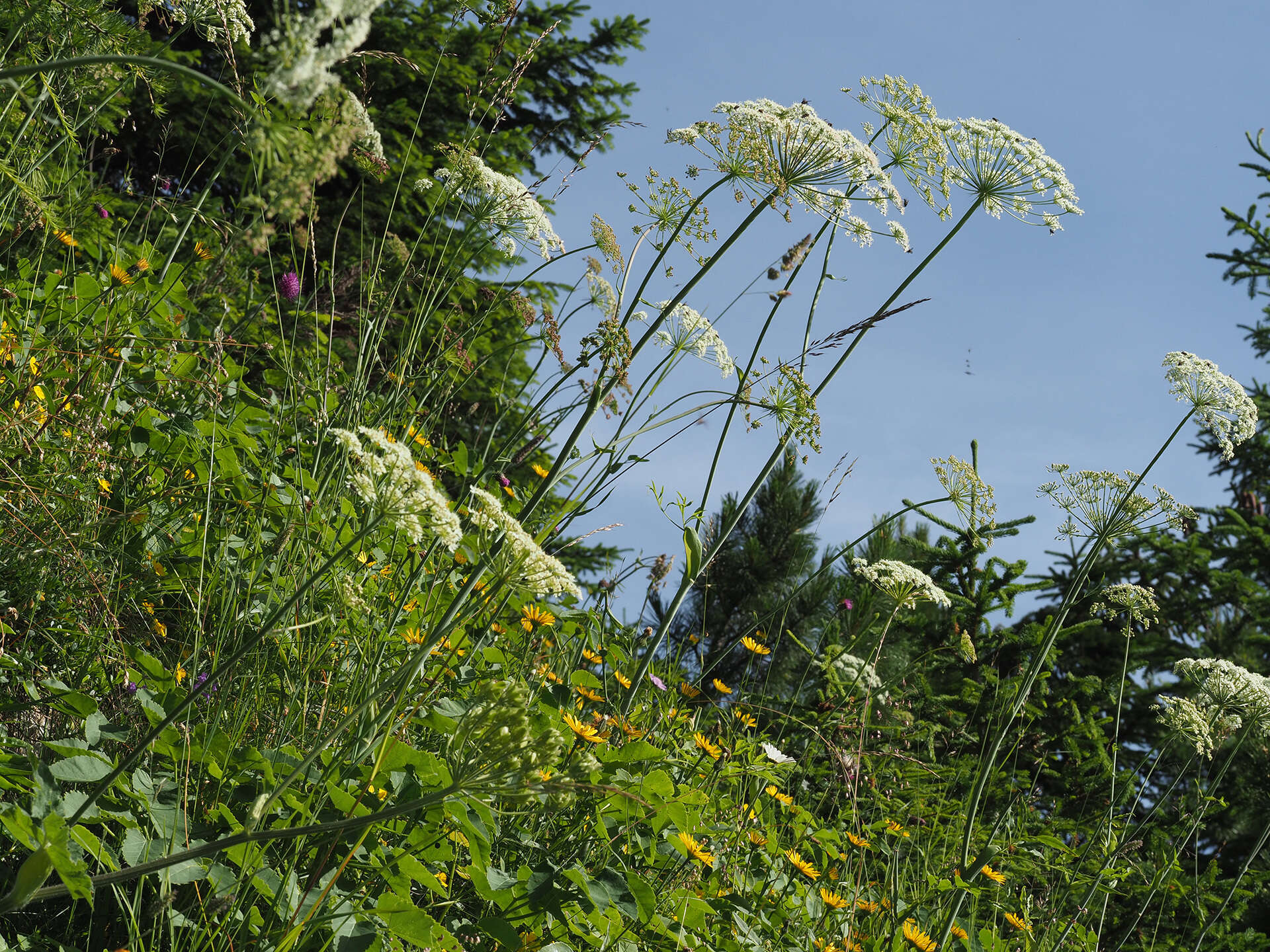 Image of Laserpitium latifolium L.