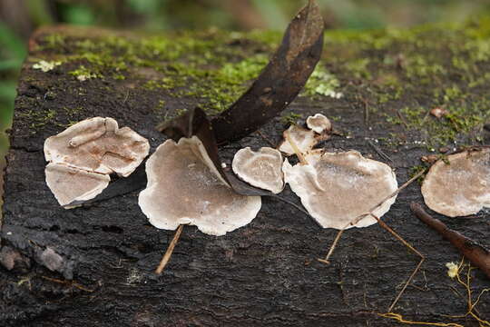 صورة Coriolopsis brunneoleuca (Berk.) Ryvarden 1972