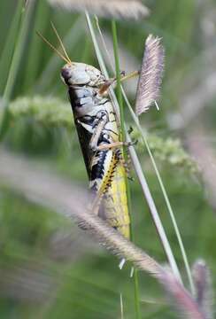 Image of Melanoplus eumera Hebard 1920