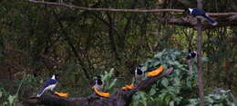 Image of White-tailed Jay