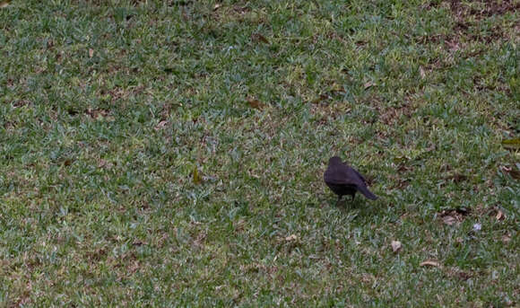 Слика од Turdus merula cabrerae Hartert 1901