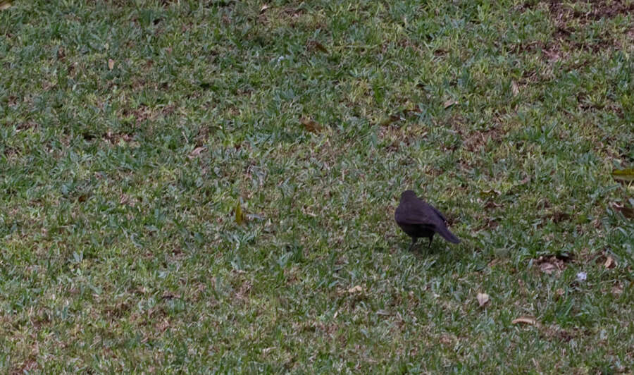 Слика од Turdus merula cabrerae Hartert 1901