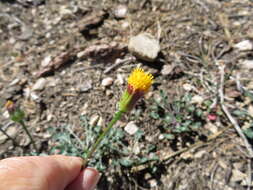 Image of Tehachapi ragwort