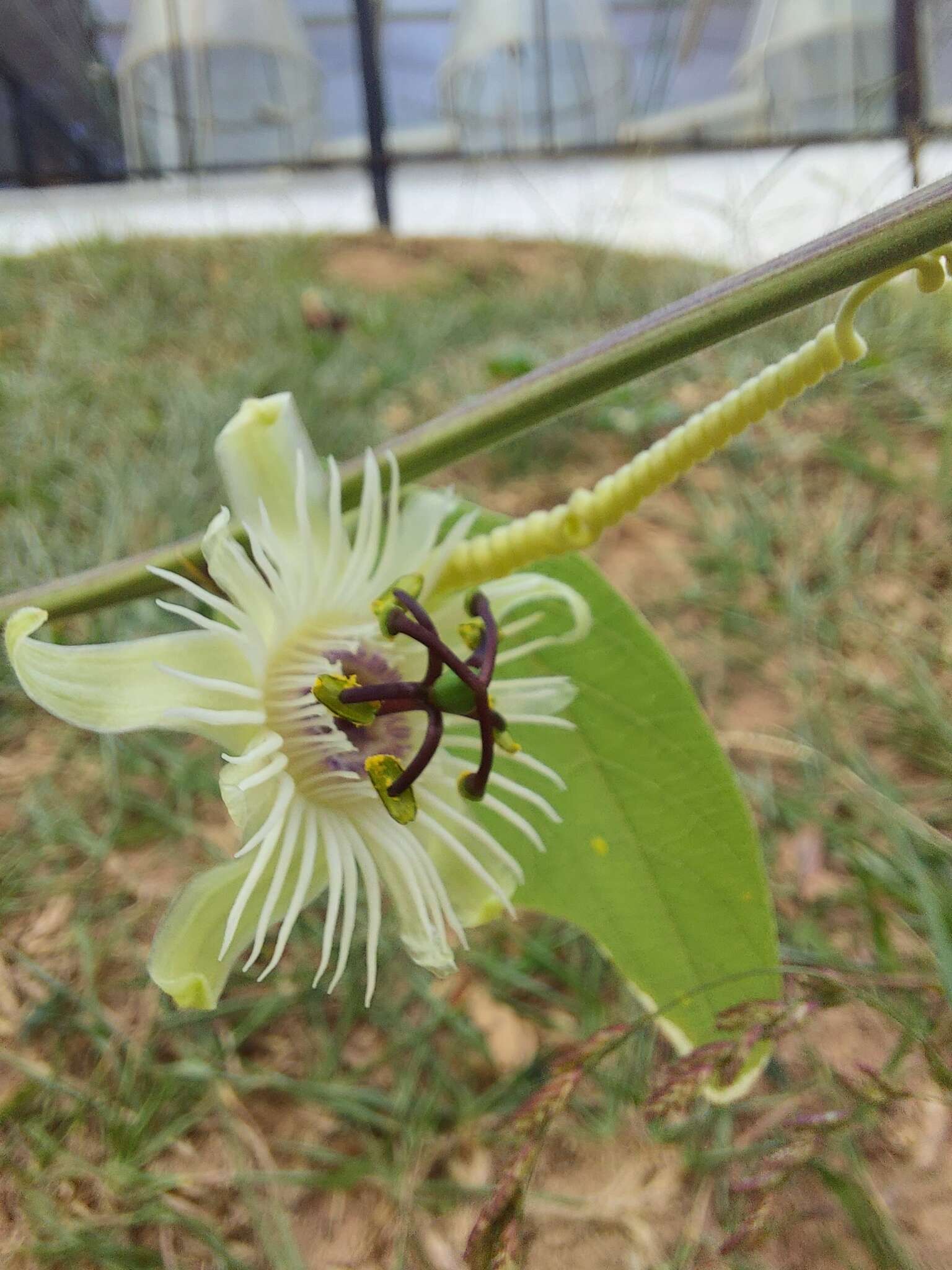 Image de Passiflora pohlii Mast.