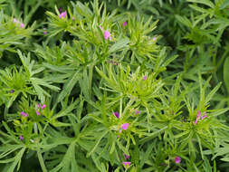 Image of cut-leaved cranesbill