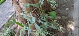Image of Philodendron bipennifolium Schott