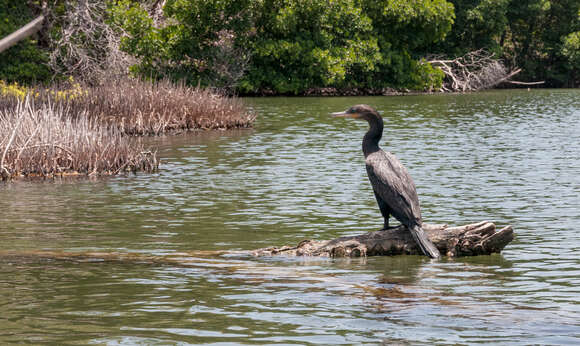 Image of Neotropic Cormorant