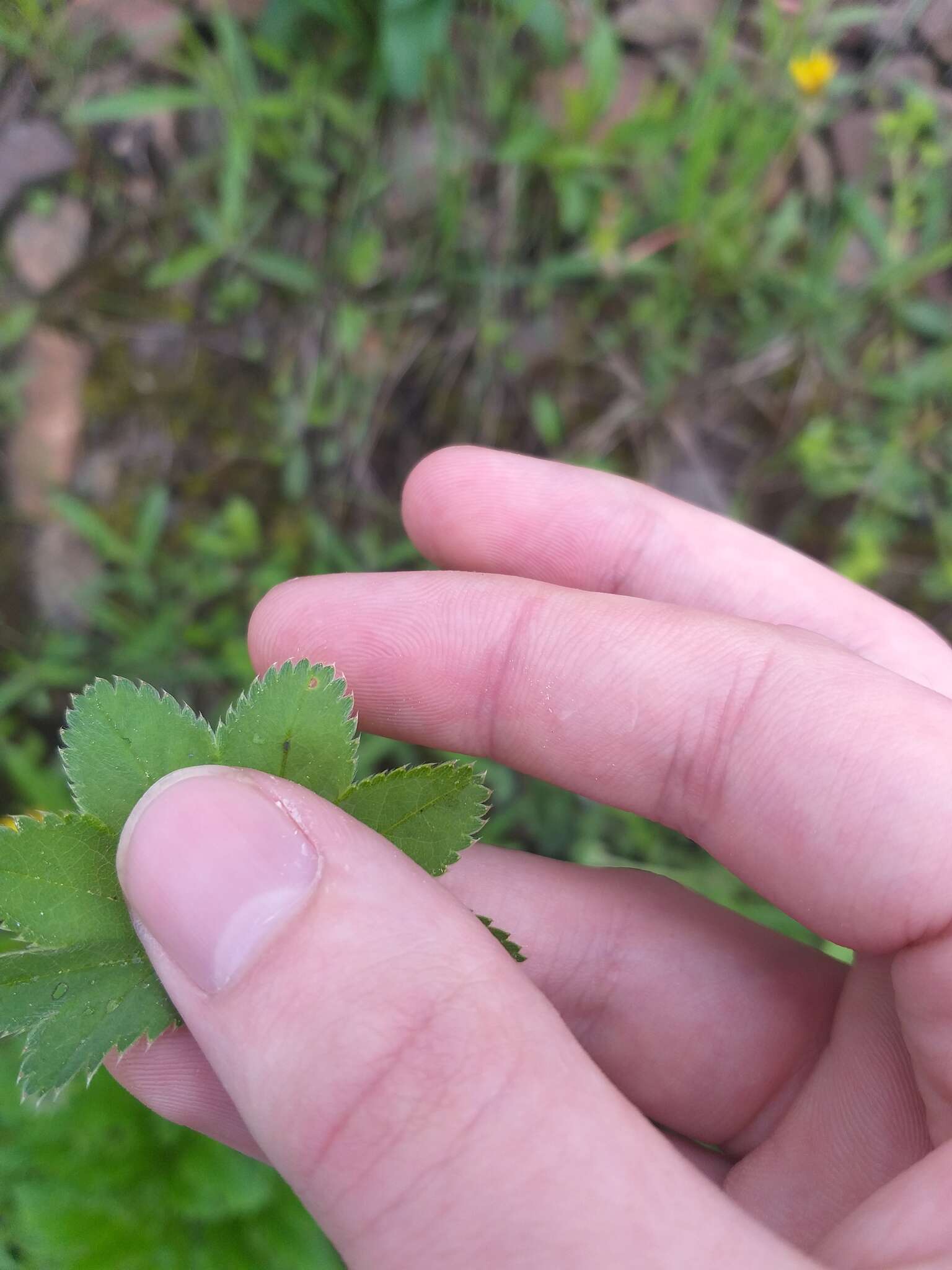 Image of Alchemilla micans Buser