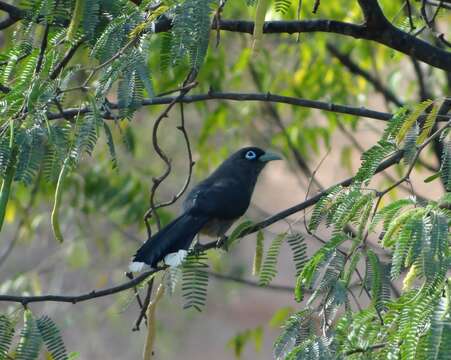 Image of Blue-faced Malkoha