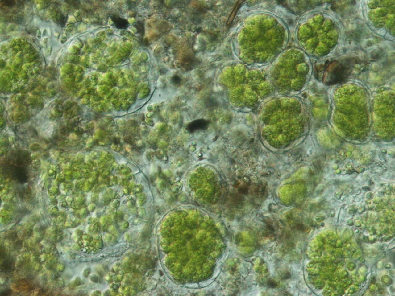 Image de Lichenomphalia meridionalis (Contu & La Rocca) P.-A. Moreau & Courtec. 2008