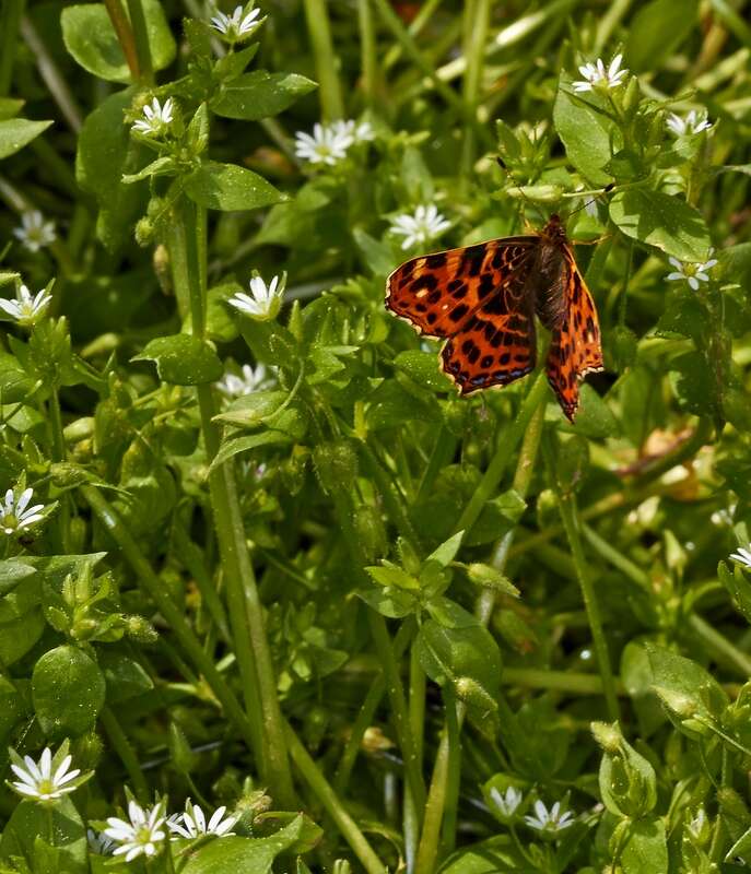 Image of common chickweed