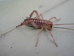 Image of Wellington tree weta