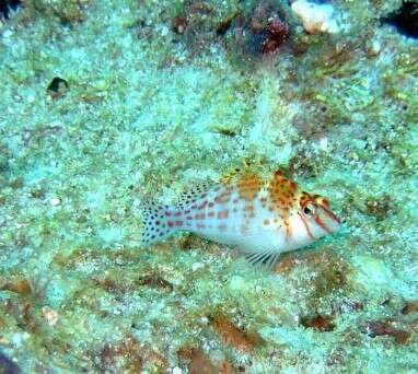 Image of Coral Hawkfish