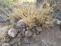 Image of Buffel grass