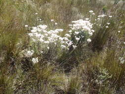 Image of Achyranthemum paniculatum