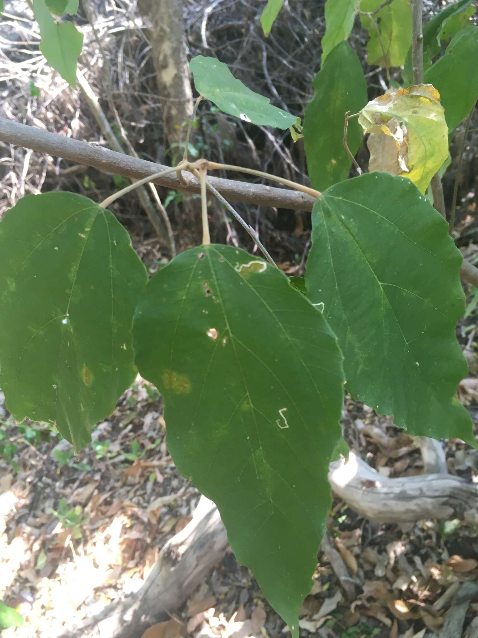 Image of kamala tree