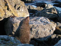 Image of Antipodean Fur Seal