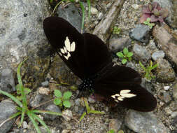 Image of Eueides heliconioides Felder & Felder 1861