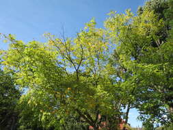 Image of yellowwood