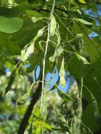 Image of yellowwood