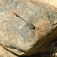 Image of Sinai Hooktail