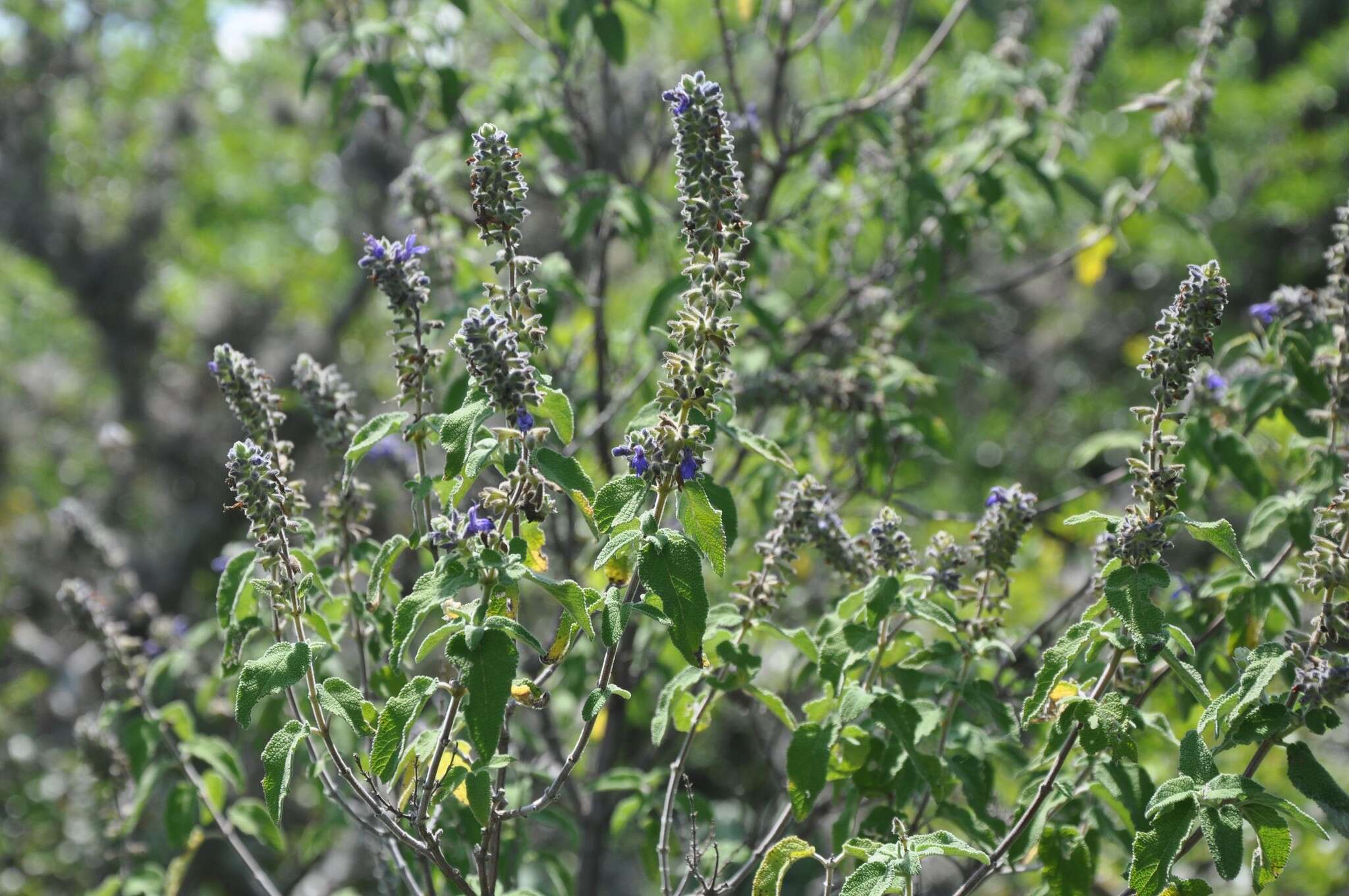 Salvia melissodora Lag. resmi